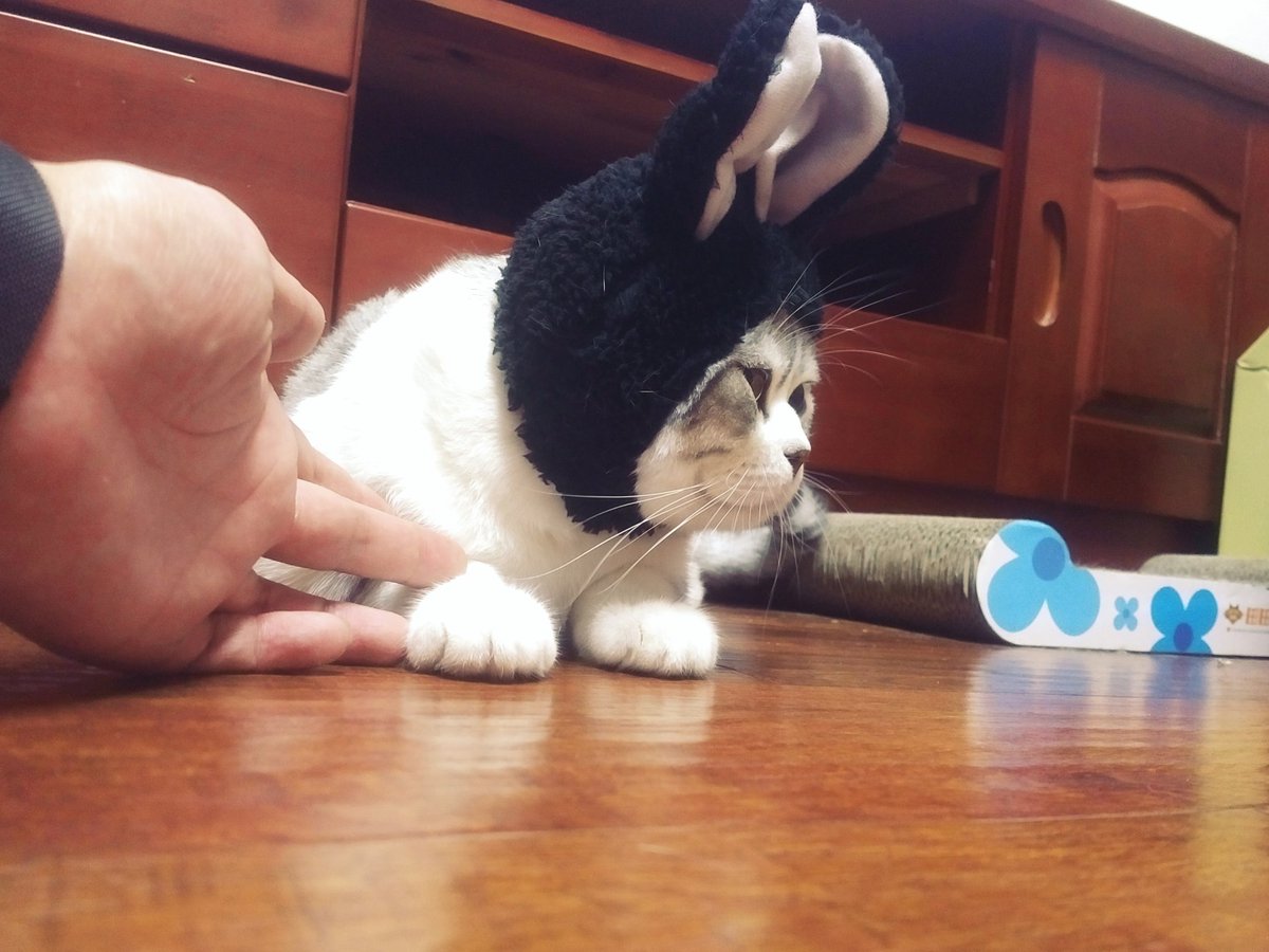 stanlucn's tweet image. 别生气，一会给你摘下来咯，真是…