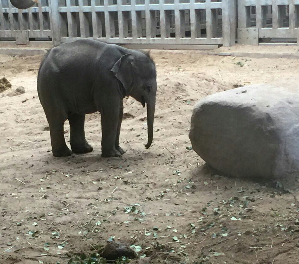 Baby elephant, new to Dublin Zoo #dublinzoo #babyelephant #socute