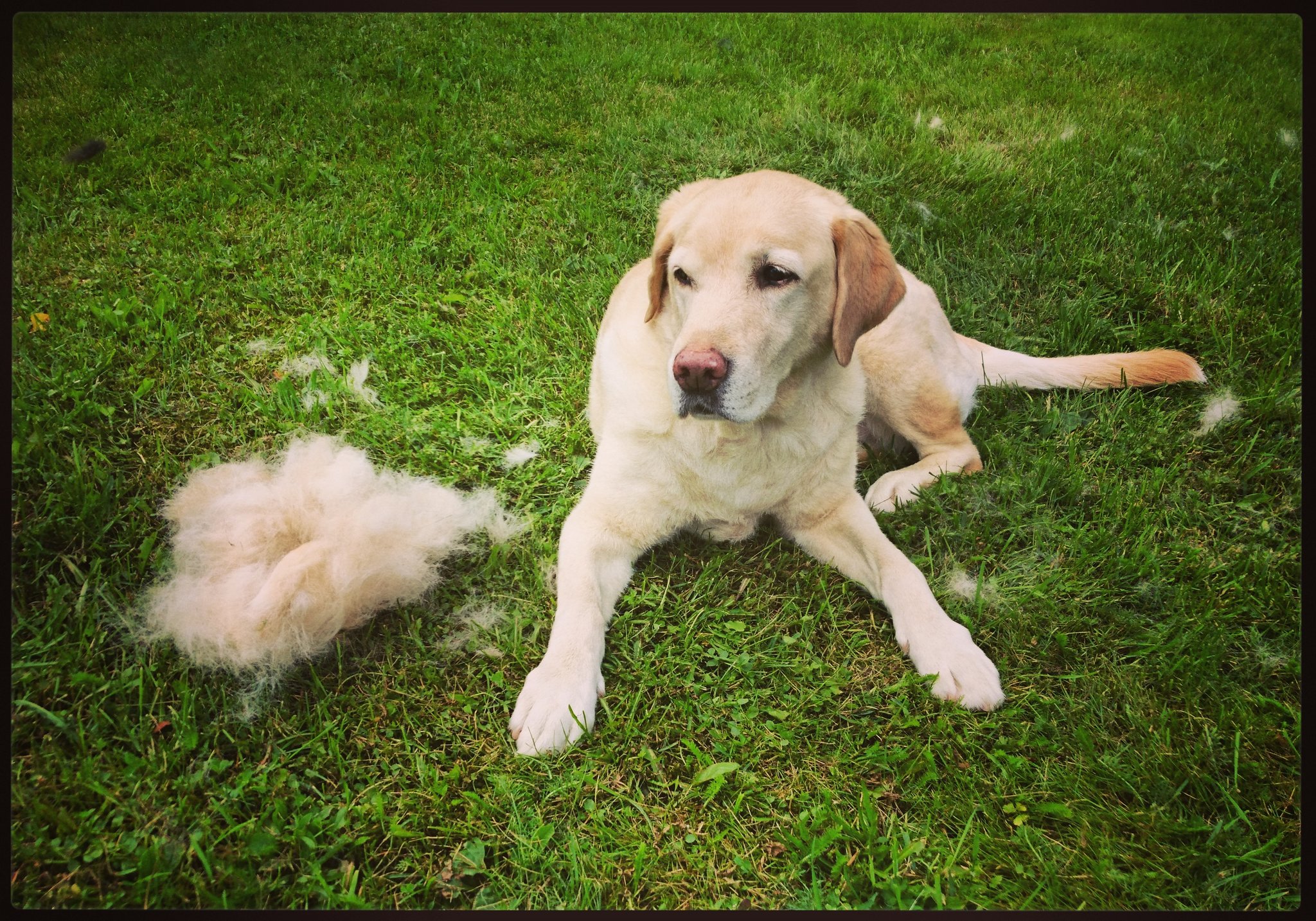 Sini Merikallio Hairy Day Did You Know That Black Holes Have No Hair And That It S Also True That Big Dogs Have Hair To Spare Koiratjaavaruus T Co Km4ytrphhc