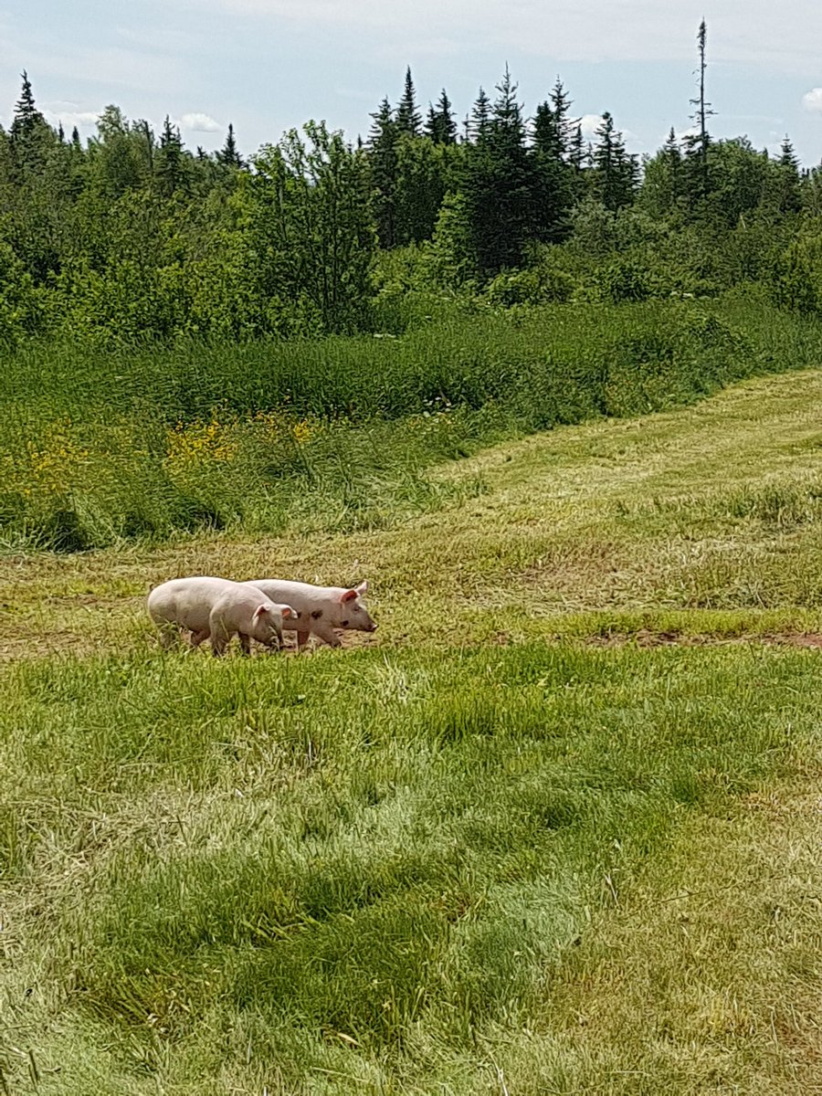 Shawn Ruby tweet media