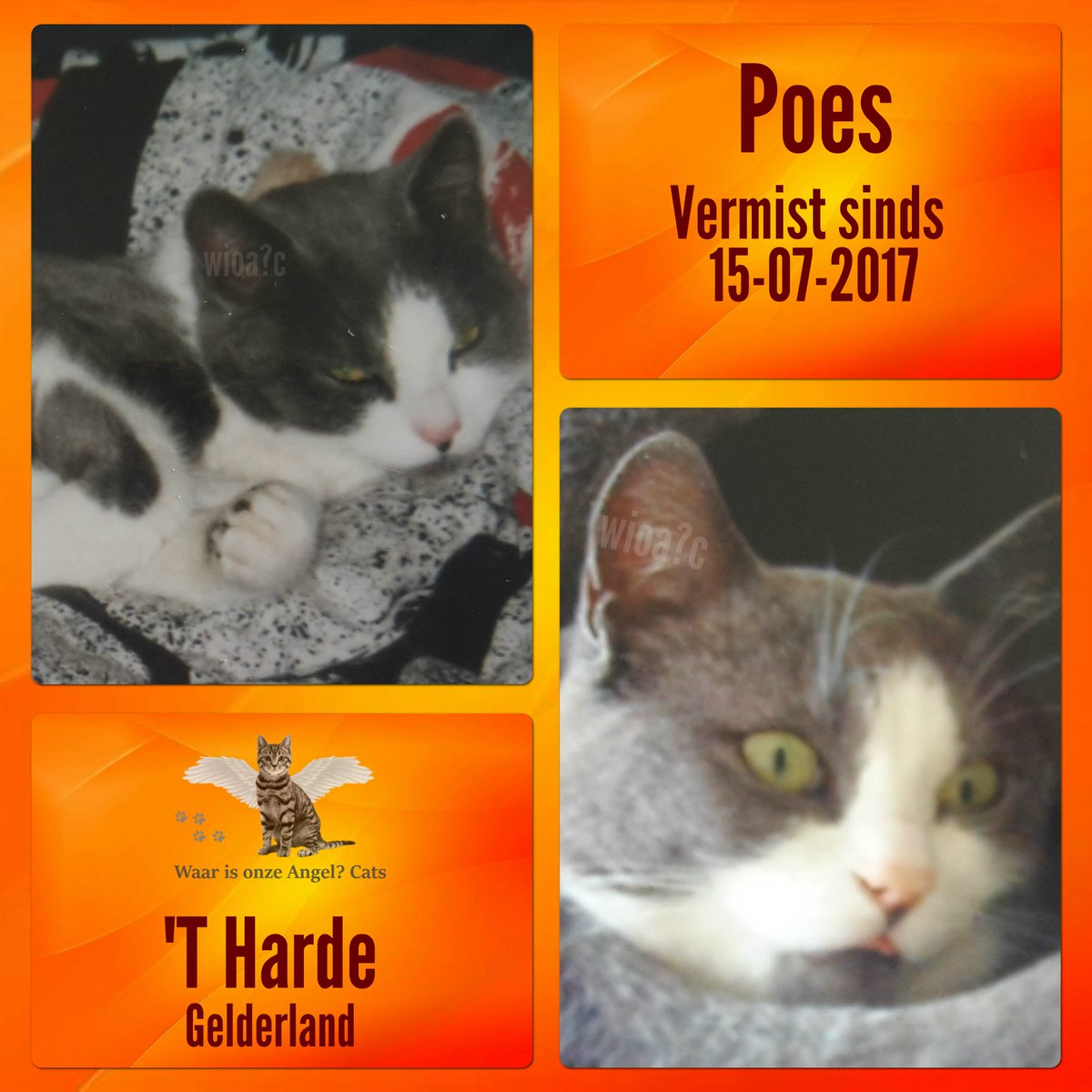 waarisonzeangel's tweet photo. Poes #Vermist sinds 15-07-2017 te #HetHarde #Gelderland #Nederland
https://t.co/aanPs2n0qM https://t.co/McyqIqJVfj
