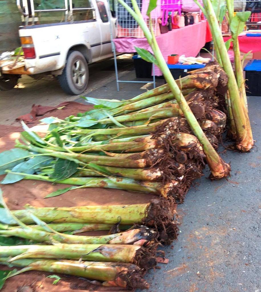 SoitoPaddy's tweet photo. Things you find at #Thai markets. Why buy some bananas when you can buy an instant banana farm. 😂 https://t.co/LRXmAeFDth