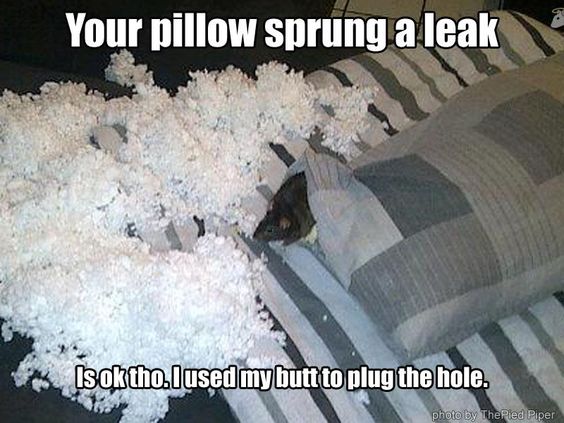 Always doing what they can to help out, so considerate... #rats #petrats #cuterats #ratmemes #petmemes