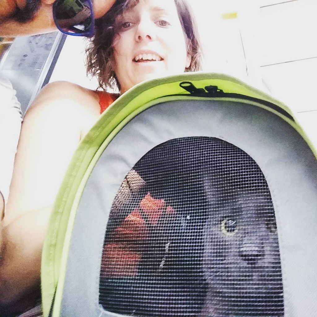 sinsistema_'s tweet photo. Por el metro de Madrid. #MoleMola #Metro #urbanCat #cat #freeMole #whatshappen https://t.co/KE41TgV7SI