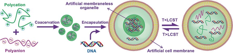Microfluidic Formation of Monodisperse Coacervate Organelles in Liposomes (Huck) doi.wiley.com/10.1002/anie.2…