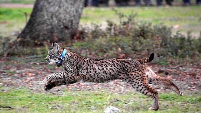 enclaverural_'s tweet photo. Muere a la altura de Andújar (Jaén) el sexto lince ibérico atropellado en las carreteras andaluzas en 2017 https://t.co/P4HcihTUrJ https://t.co/QwRXodEFZk