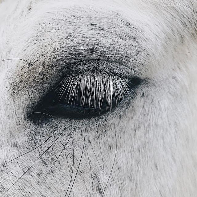 codigonuevo's tweet photo. 'Hasta que no amas a un animal, una parte de tu alma está dormida'. -Anatole France https://t.co/6ooGaqgUQj