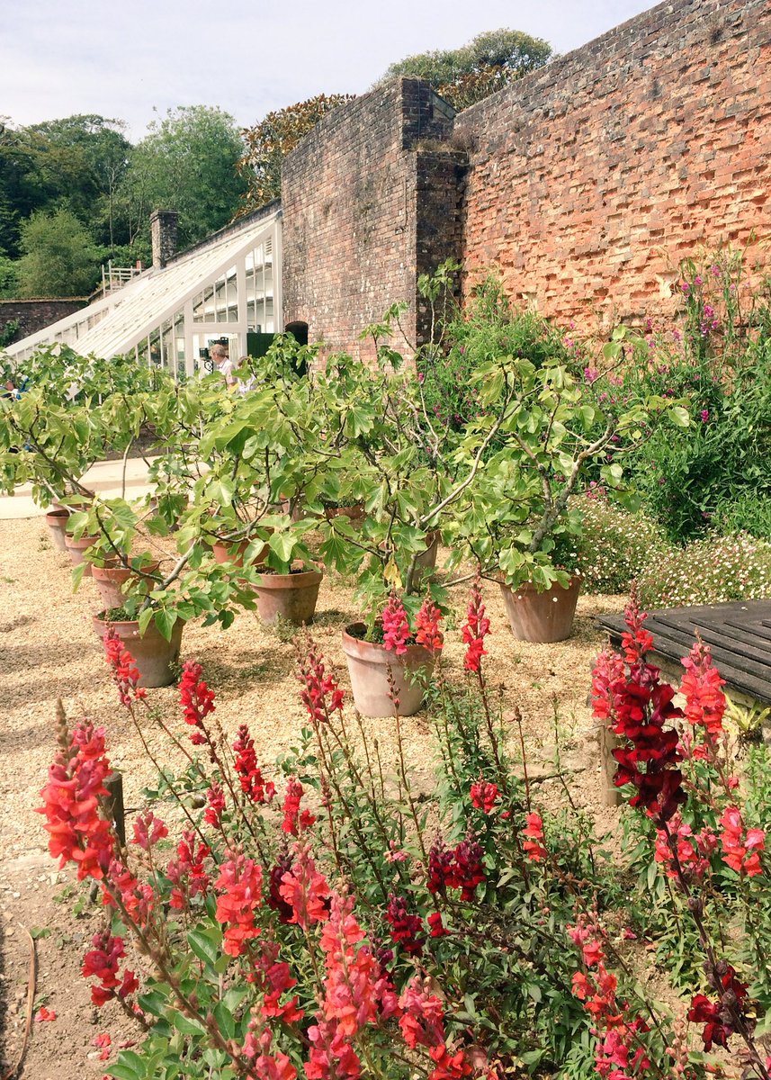 sianannalewis's tweet photo. Heavenly #Heligan, exploring with @serpentineshore #gardensofheligan #cornwall #summer https://t.co/0ZMvHn9BhI