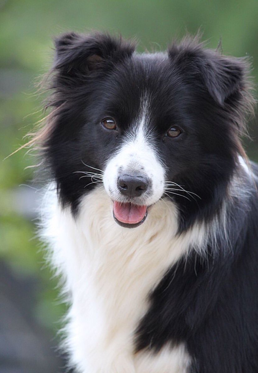 SuffolkDogDay's tweet photo. #BorderCollie #Suffolk #Top10Dogs Breed Parade 11am @HelminghamHall July30 #charity more: https://t.co/M2nL69Dh89 RT pls https://t.co/L6WfKoBGnu