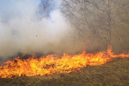 coldiretti's tweet photo. #incendi, Coldiretti: almeno 15 anni per ricostruire i boschi andati a fuoco, un costo per la collettività di circa 10mila euro all’ettaro https://t.co/F52aCQ7s6O