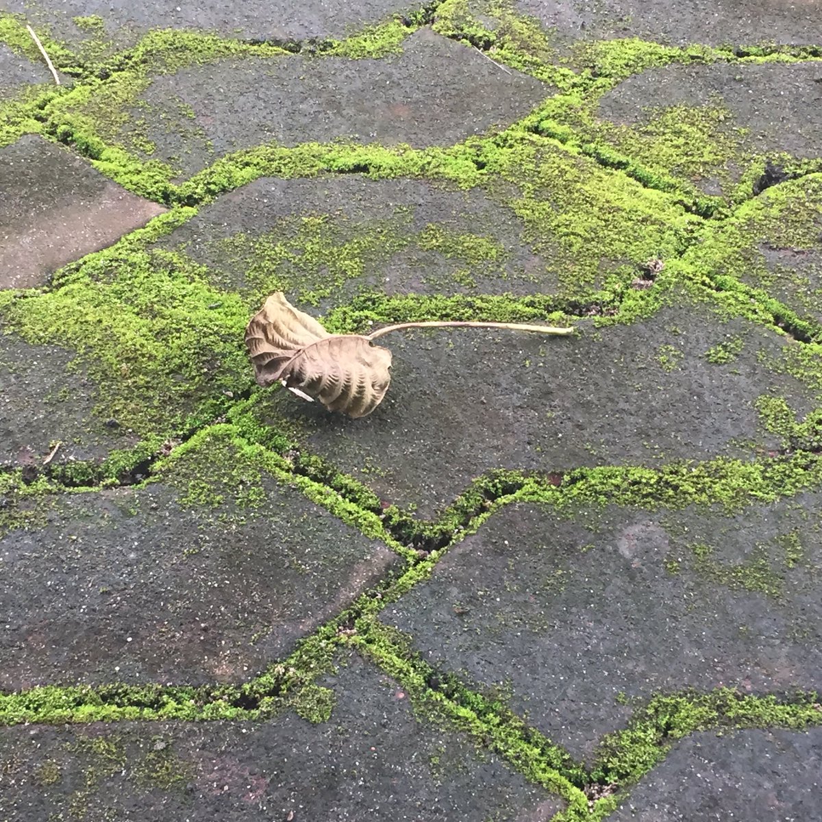 minhtam220's tweet photo. Leaf #ngaplut @SmartSaigon https://t.co/RUgJN3pw65
