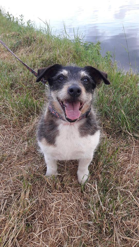 HeathlandsAS's tweet photo. Sweet little PERCY is looking for his furever home. Interested in adopting him? Give us a call. Info about him here https://t.co/e1dyUwL7nP https://t.co/t9ue8RWDEy