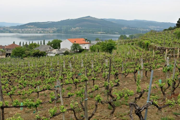 "Las caras de Ribeiro". Gabriela visita la denominación de origen más antigua de #Galicia, #Ribeiro 🌿🍇 @lacalicata 👉 bit.ly/2uuxpub