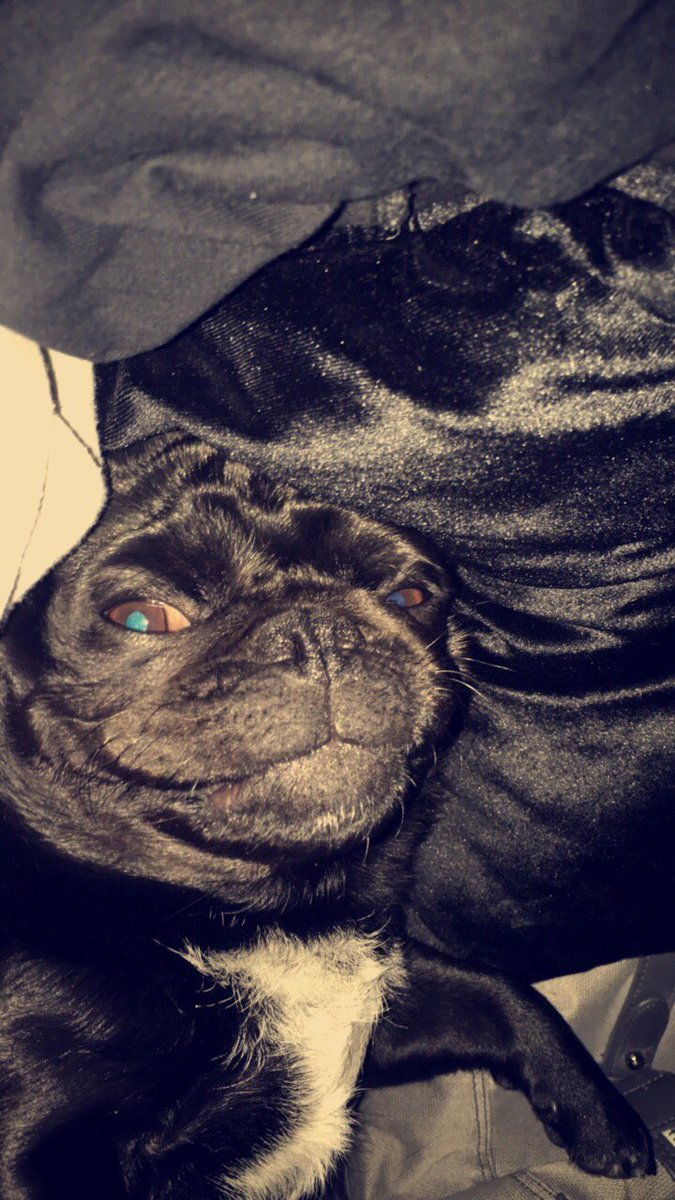 WillFoxxTV's tweet photo. I think this face means "I don't want to get up" #Brat #DivaPug https://t.co/mbNoD951HI