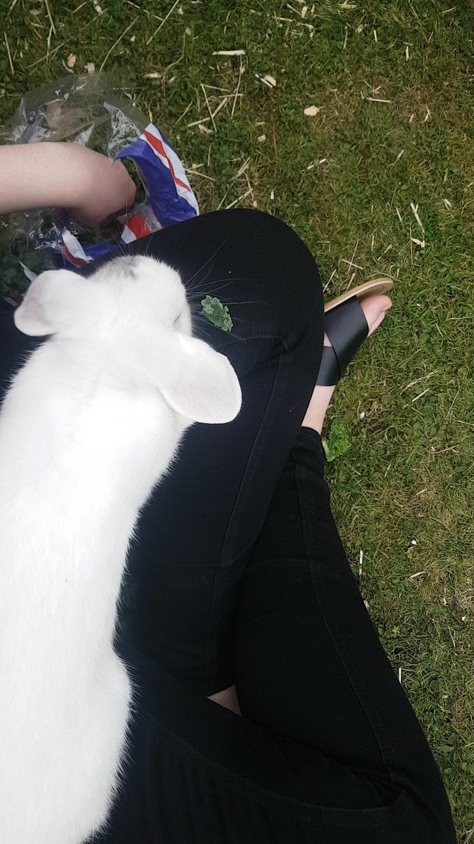 Charlottenbains's tweet photo. Humum and bunny bonding at its finest 😂😍 https://t.co/ogjsmjqRvq