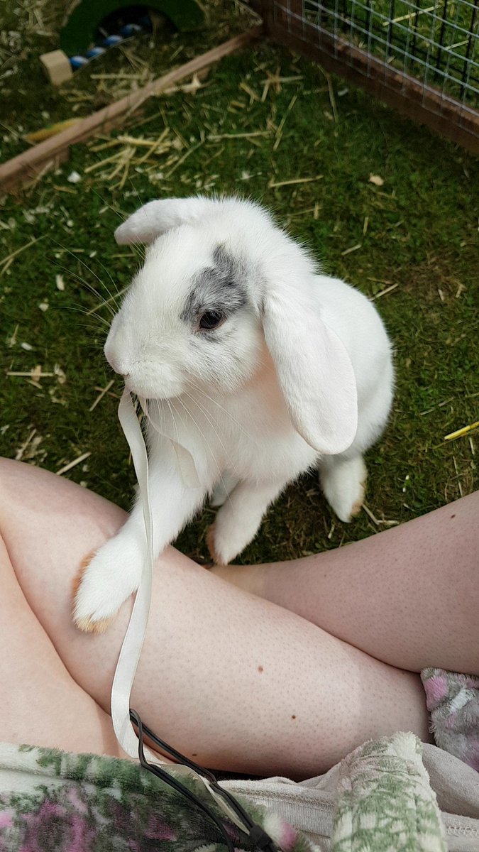 Charlottenbains's tweet photo. Humum and bunny bonding at its finest 😂😍 https://t.co/ogjsmjqRvq