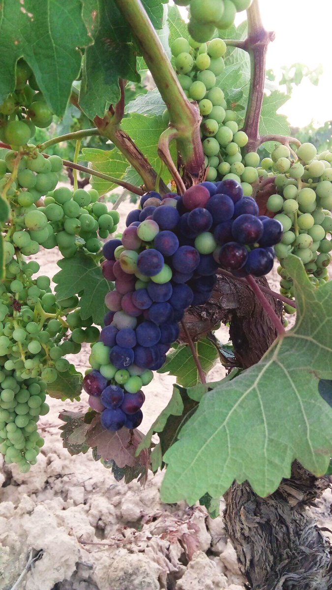 Ya tenemos envero en los viñedos de nuestra finca Pedazuría.
En unos 50 días la maduración se habrá completado.
¡Se acerca la cosecha 2017!