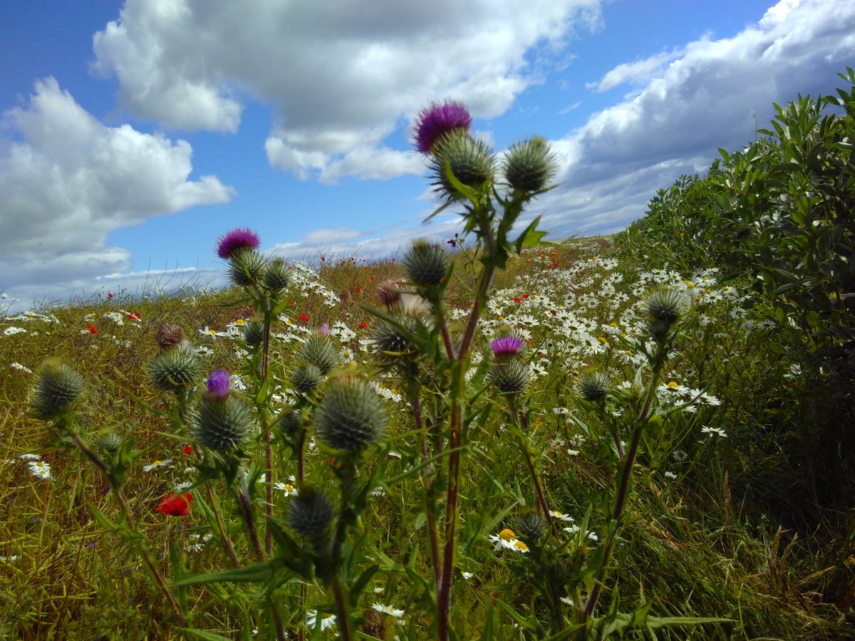 Badgeraz's tweet photo. Ah #Fife you're looking bonnie hen! @welcometofife #themightykingdom #2daysummer #scotland https://t.co/i5D7Km8Rnd