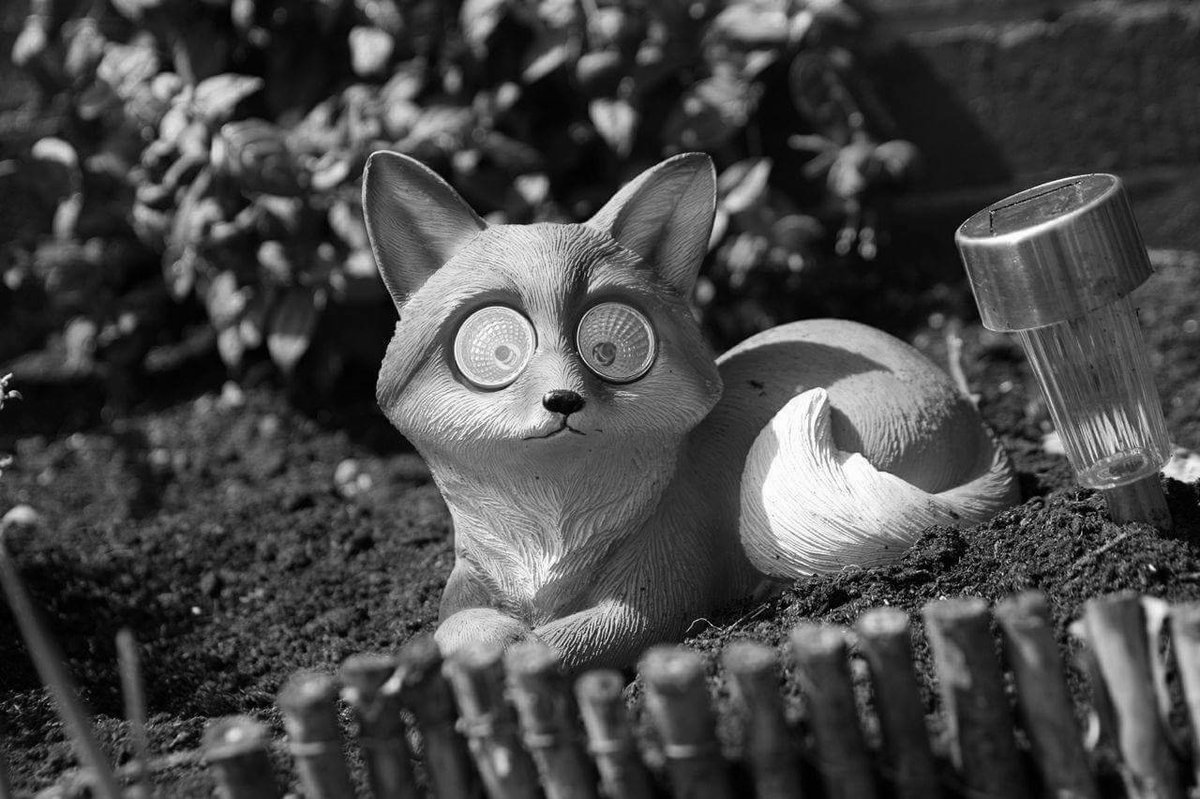 H_Aphotography's tweet photo. Filbert our little garden mascot 
Black and white challenge day 2/30 @LCFC @FoxesofLCFC #foxesneverquit https://t.co/ClgPATC4qd