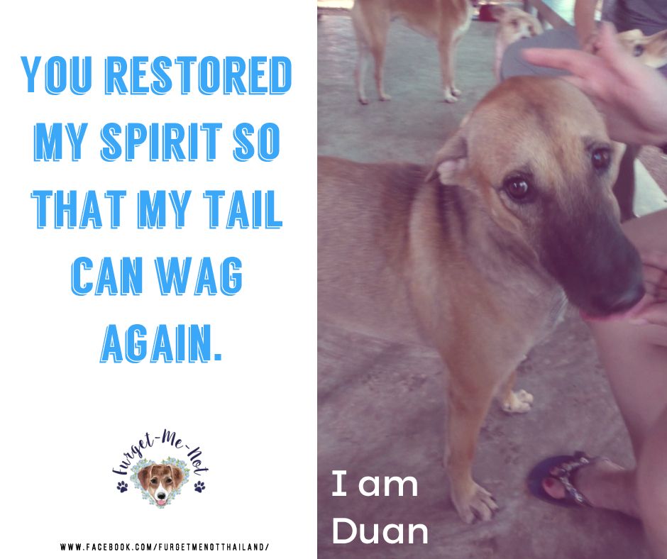 FurgetmenotTh's tweet photo. Sweet Duan needs a furever family. Could it be you? Visit FB @furgetmenotthailand.
#adoptdontshop #dogsarefamily #dogsareforlife #optoadopt https://t.co/EgKTo9PRw0