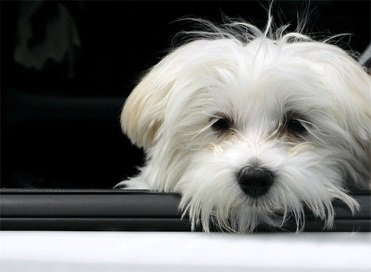 3piliers's tweet photo. Influence de la taille des chiens sur les comportements indésirables ? https://t.co/X6lLTc9PTg https://t.co/rfs3ATskOj