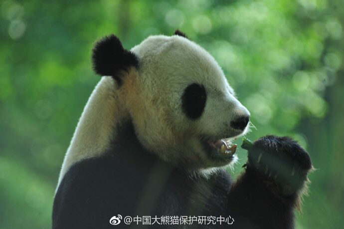 aPandaCity's tweet photo. Watching Tai Shan eating is the best appetizer https://t.co/yL8mmlfcTb