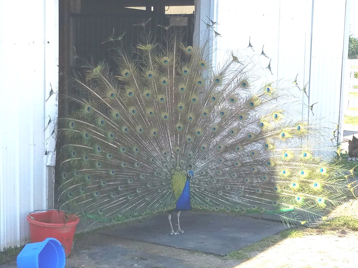 hapimom54's tweet photo. Good Morning from us out here at Illinois Horse Rescue! We received a beautiful greeting today!  #CampMOSH2017 https://t.co/FsIqTn0nFz