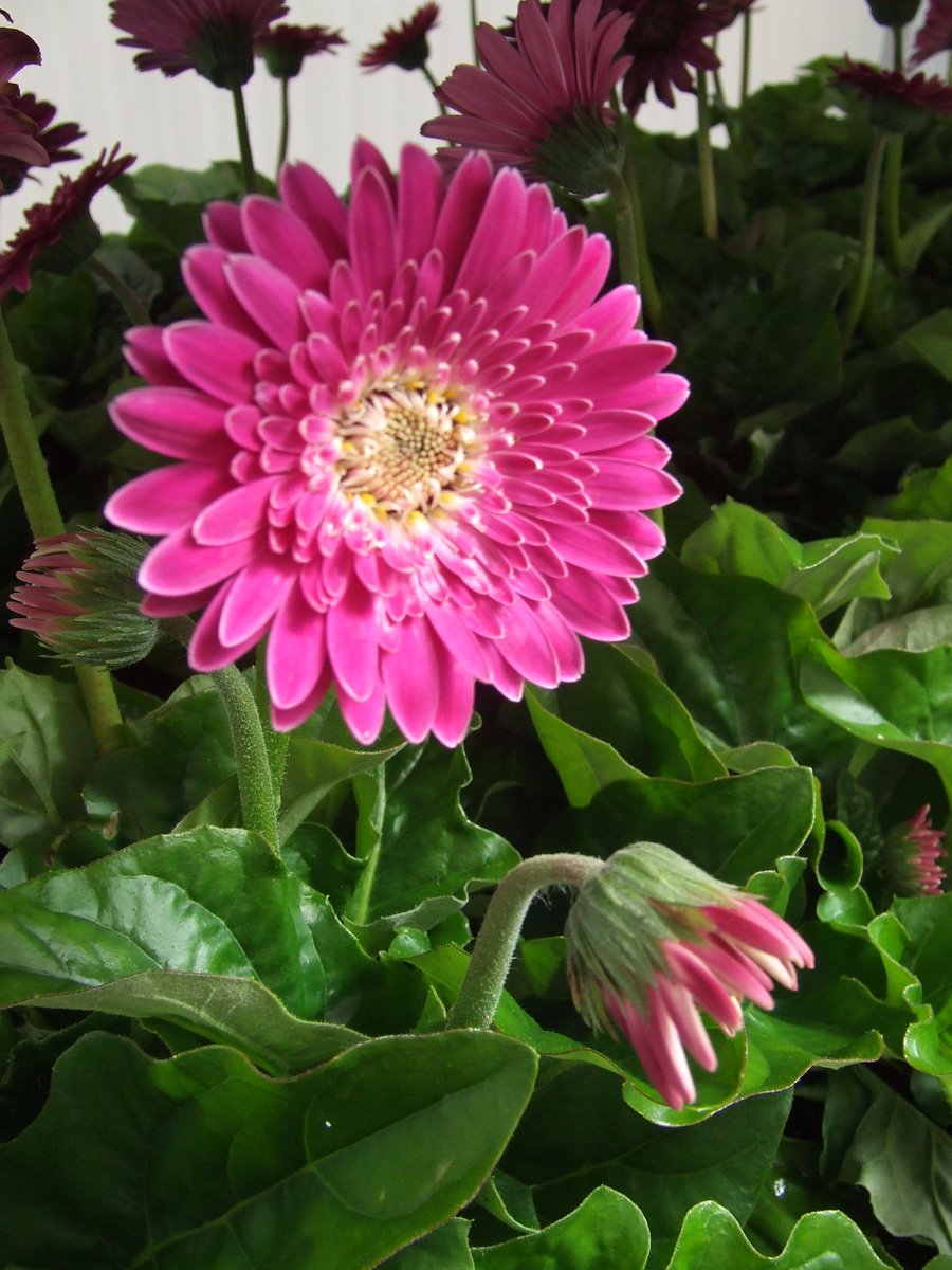 Gerbera Garvinea Sweet Sixteen