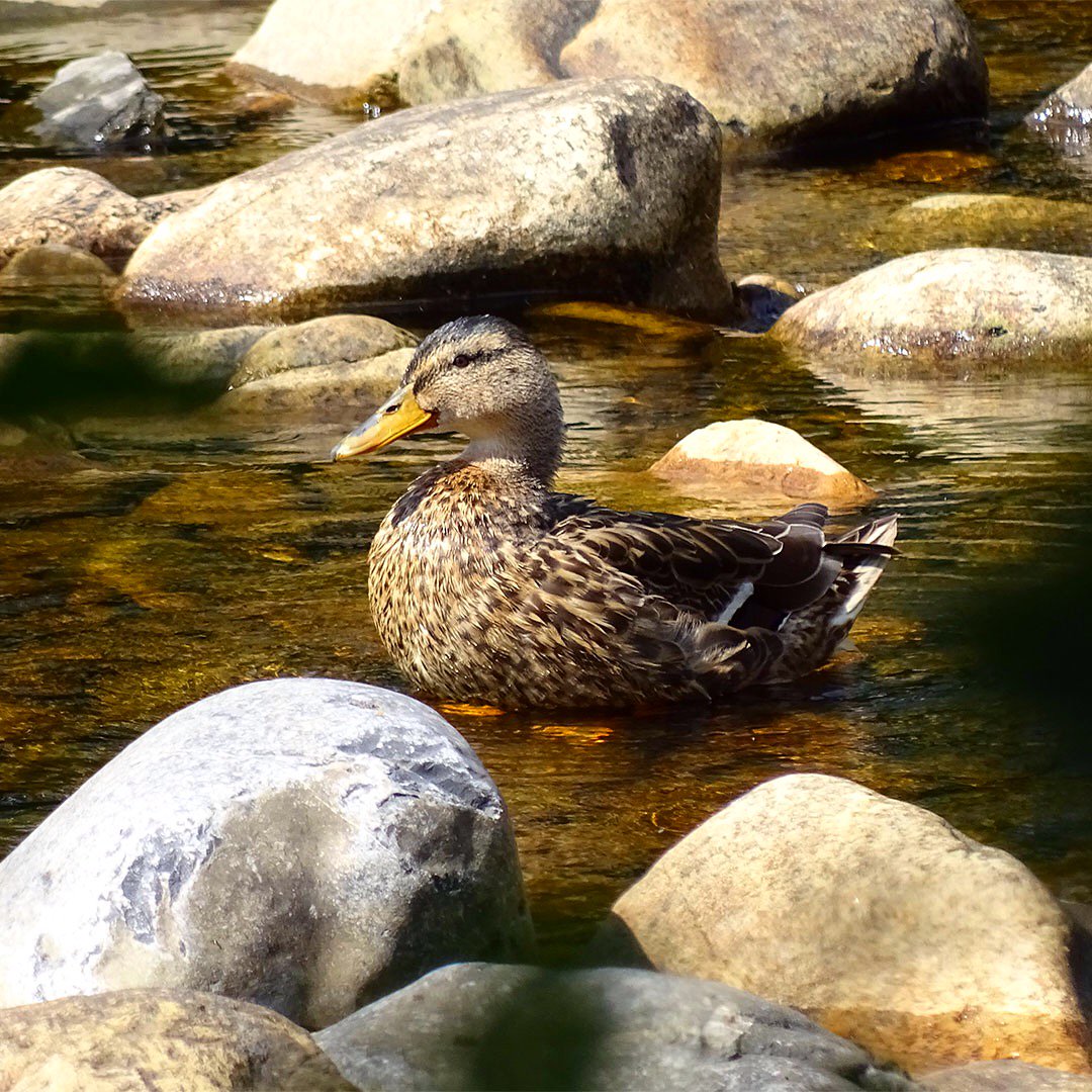 howiesgraphics's tweet photo. Another glorious day in Alston! ☀️ #riverside #duck #nature #wildlife #photography #summer #sunshine #northpennines #cumbria https://t.co/l5VnyIOTW2