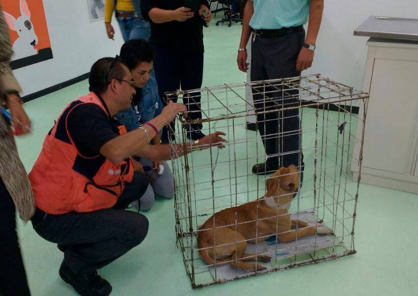 RadioSTCmetro's tweet photo. Con el nuevo Centro de Transferencia Canina, el @MetroCDMX protege a los perritos rescatados para su próxima adopción. 🐶
#AdoptaNoCompres https://t.co/XPWwLfiXBK
