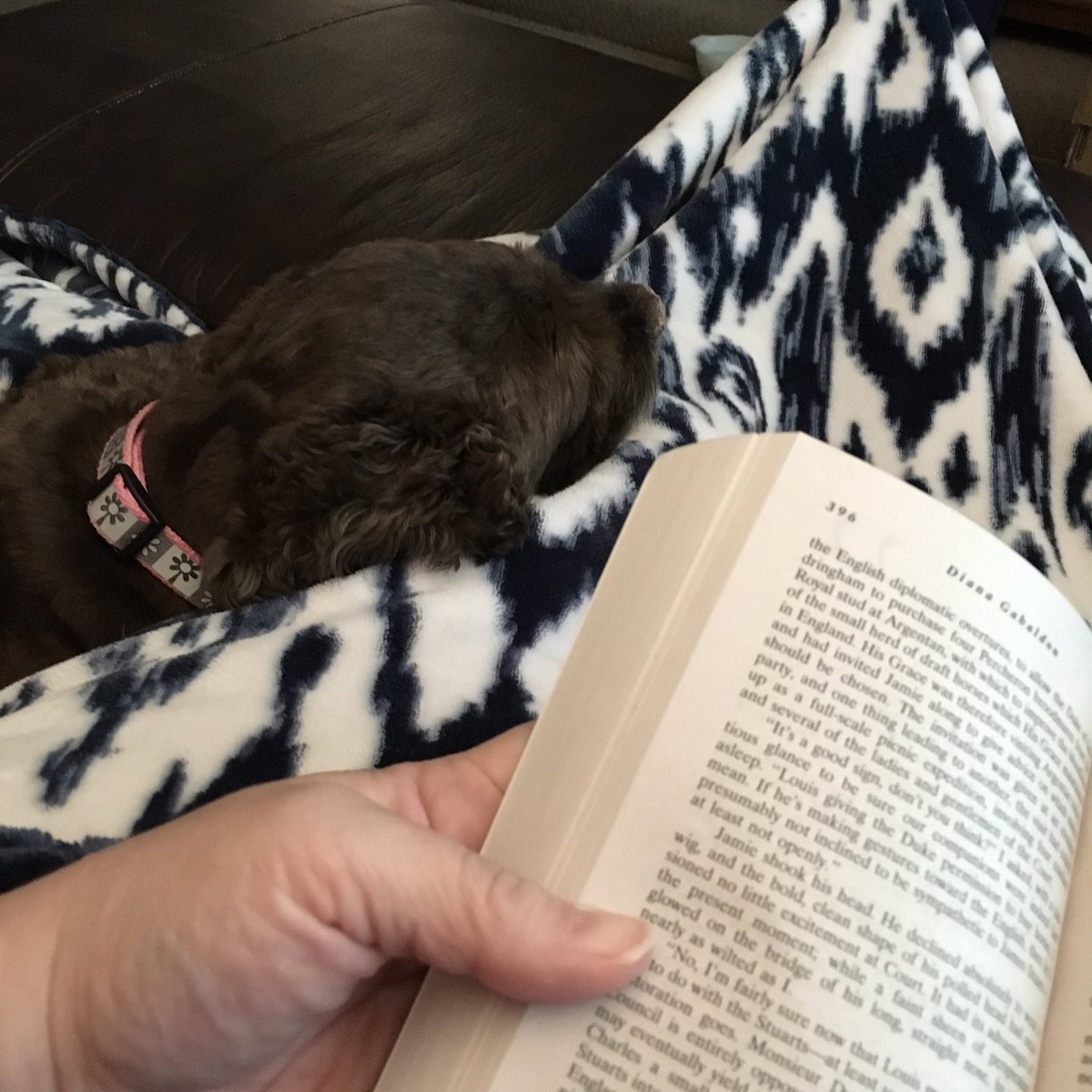 kimberries113's tweet photo. She doesn't mind our lazy days. #cockerspaniel #CocoaBear #chillin #snuggles #outlander #DragonflyInAmber https://t.co/70DKk0yZVS