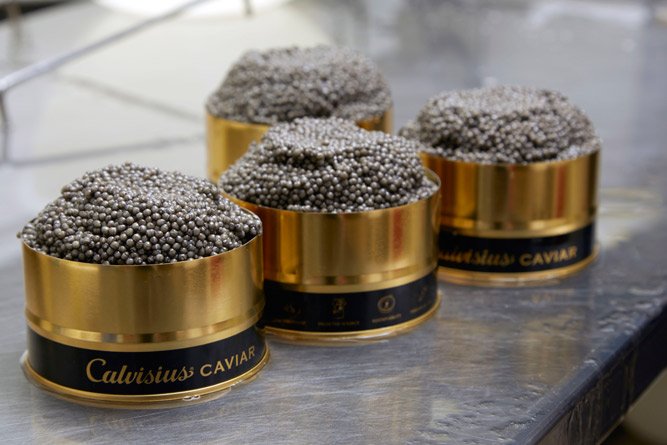 CalvisiusUSA's tweet photo. Celebrate #NationalCaviarDay with #CalvisiusCaviar! Visit our e-shop and get free overnight shipping!  https://t.co/4ZGFrLX232 https://t.co/TYFNSpKdOq