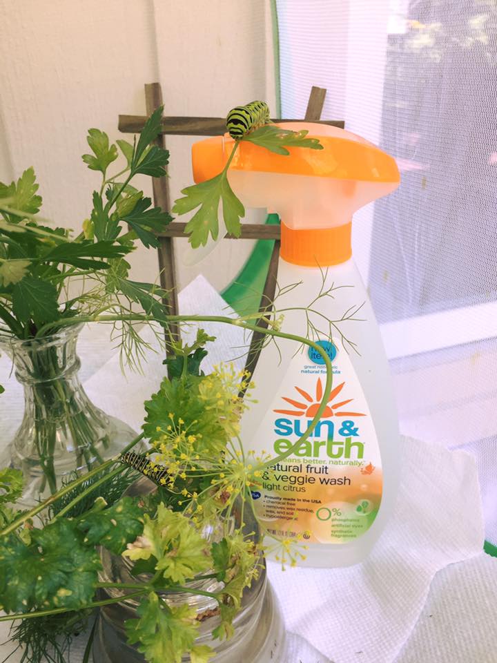 PeckiSWitonsky's tweet photo. Only way to safely clean butterfly enclosures is with @SunAndEarth natural soaps. This Swallowtail caterpillar is in parsley, fennel &amp; dill! https://t.co/ysPx5mxSqy
