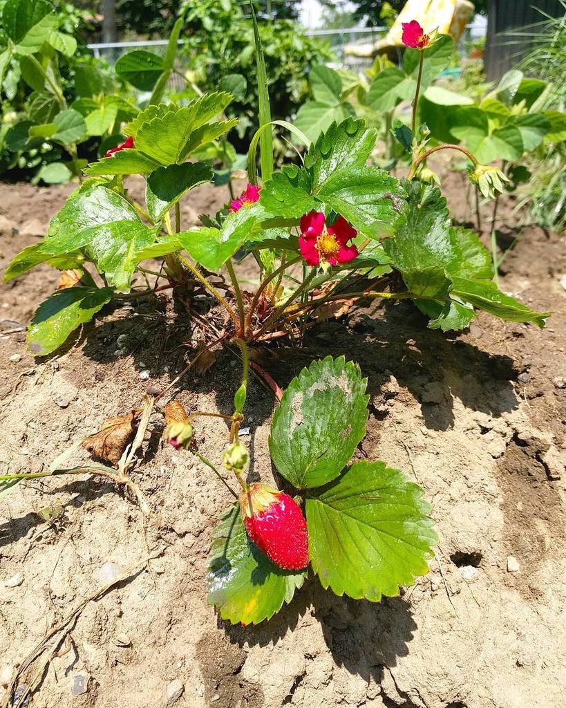 TNBC_CANADA's tweet photo. Finally!! The first strawberry😍😍😍 #canada #canada🇨🇦 #canada150 #ontario #toronto #danforth #danforthavenue #torontolife #torontotemple #tor… https://t.co/jpL1aNcOWs