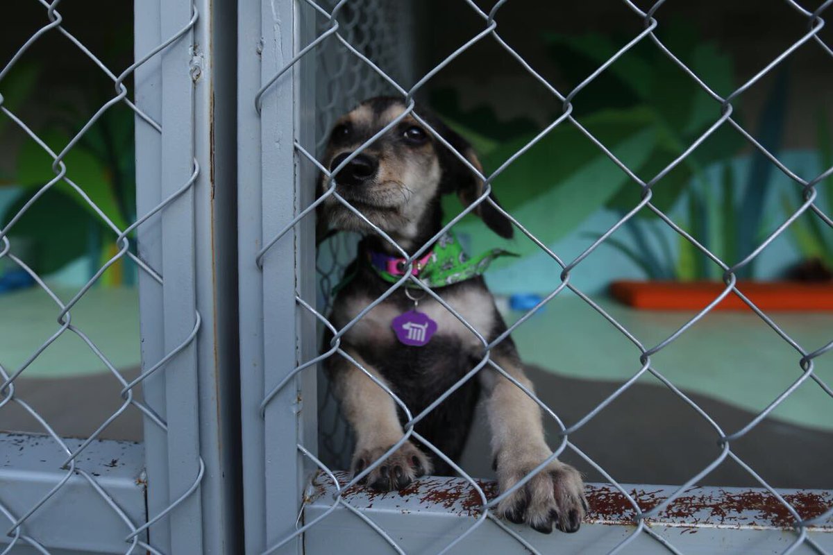 ManceraMiguelMX's tweet photo. El Centro de Transferencia Canina brindará apoyo a perros rescatados en el @MetroCDMX, que se encuentren en situación de abandono #mm https://t.co/WIe9pV9vIe