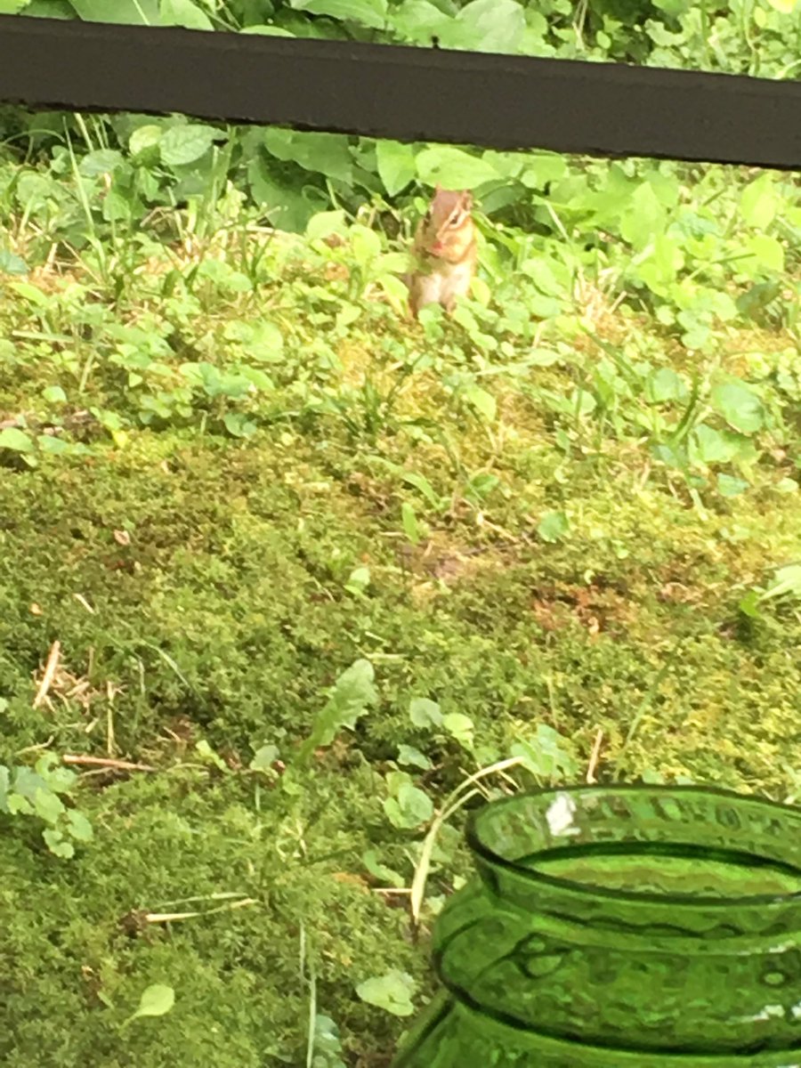 sheets_joyce's tweet photo. @RayneHall The birds and chipmunks stole all of mine https://t.co/un4MsTgFH1