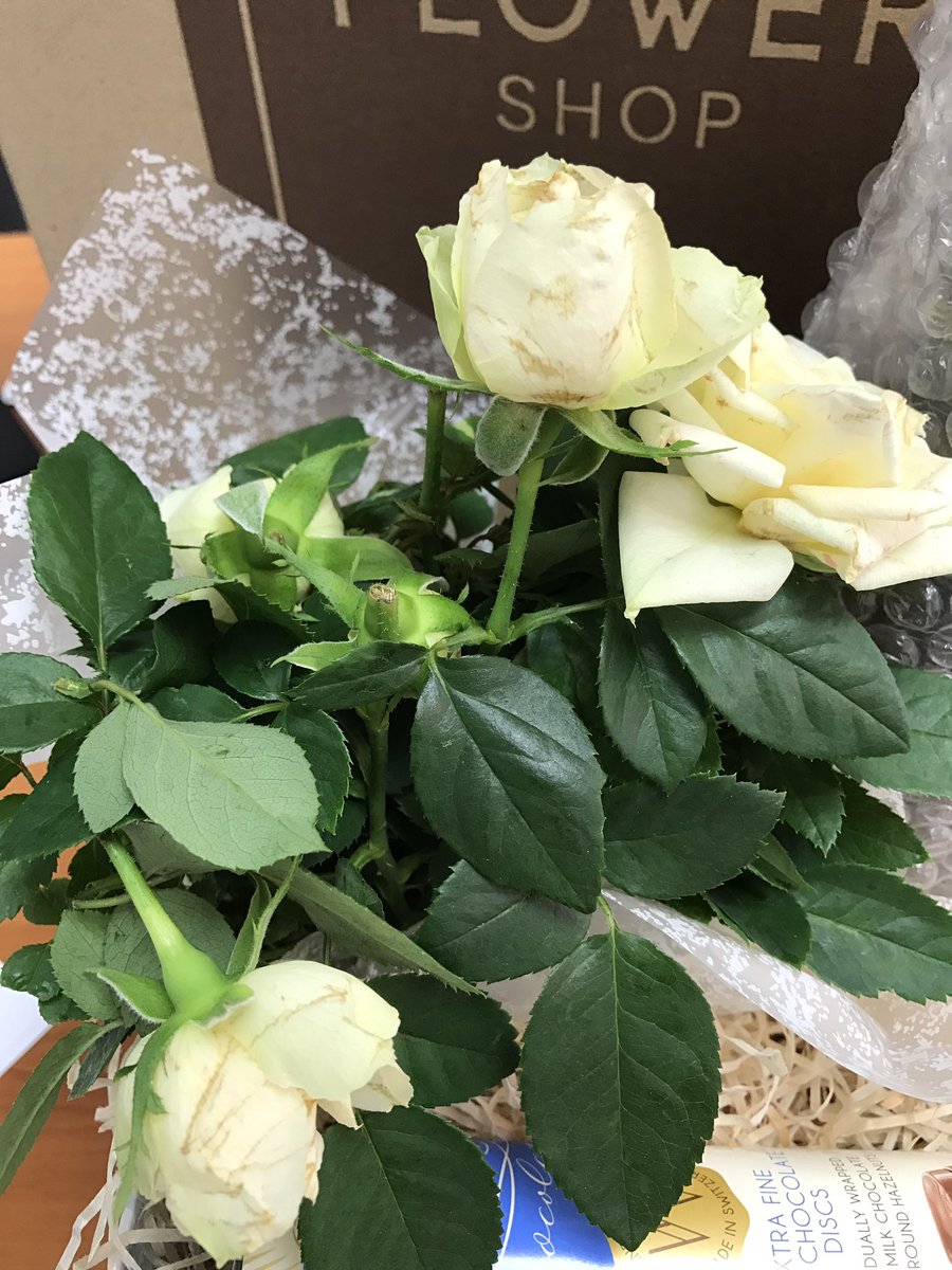 Mimu_M1's tweet photo. Shame on you #MarksandSpencers for torturing this little #rose plant before delivering it to me! Brown petals and 4 broken heads! 😭 https://t.co/Jfvrpk4Hlq