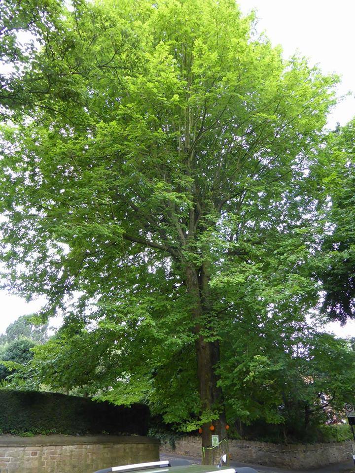 No reason to fell - our response to independent arboriculture reports on threatened Nether Edge elm #SaveSheffTrees bit.ly/2uvCdPD