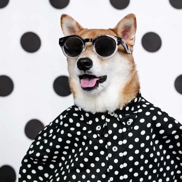 SimpleStylishM's tweet image. Menswear Dog is the don.

Take a look and share with your friends, seriously this hound has modeling contracts

bit.ly/2uYeepX