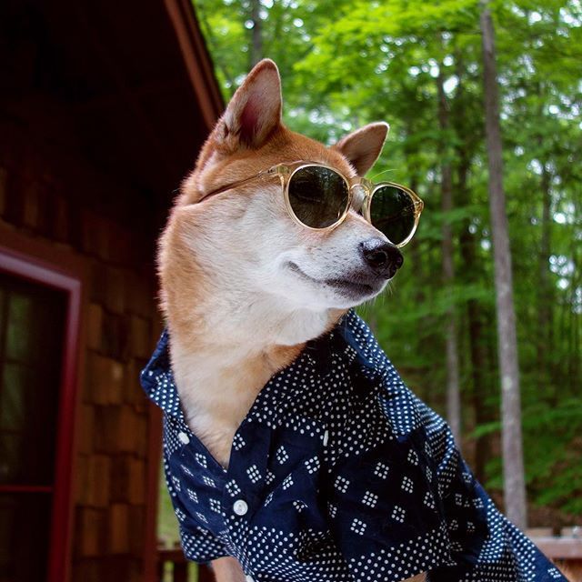 SimpleStylishM's tweet image. Menswear Dog is the don.

Take a look and share with your friends, seriously this hound has modeling contracts

bit.ly/2uYeepX