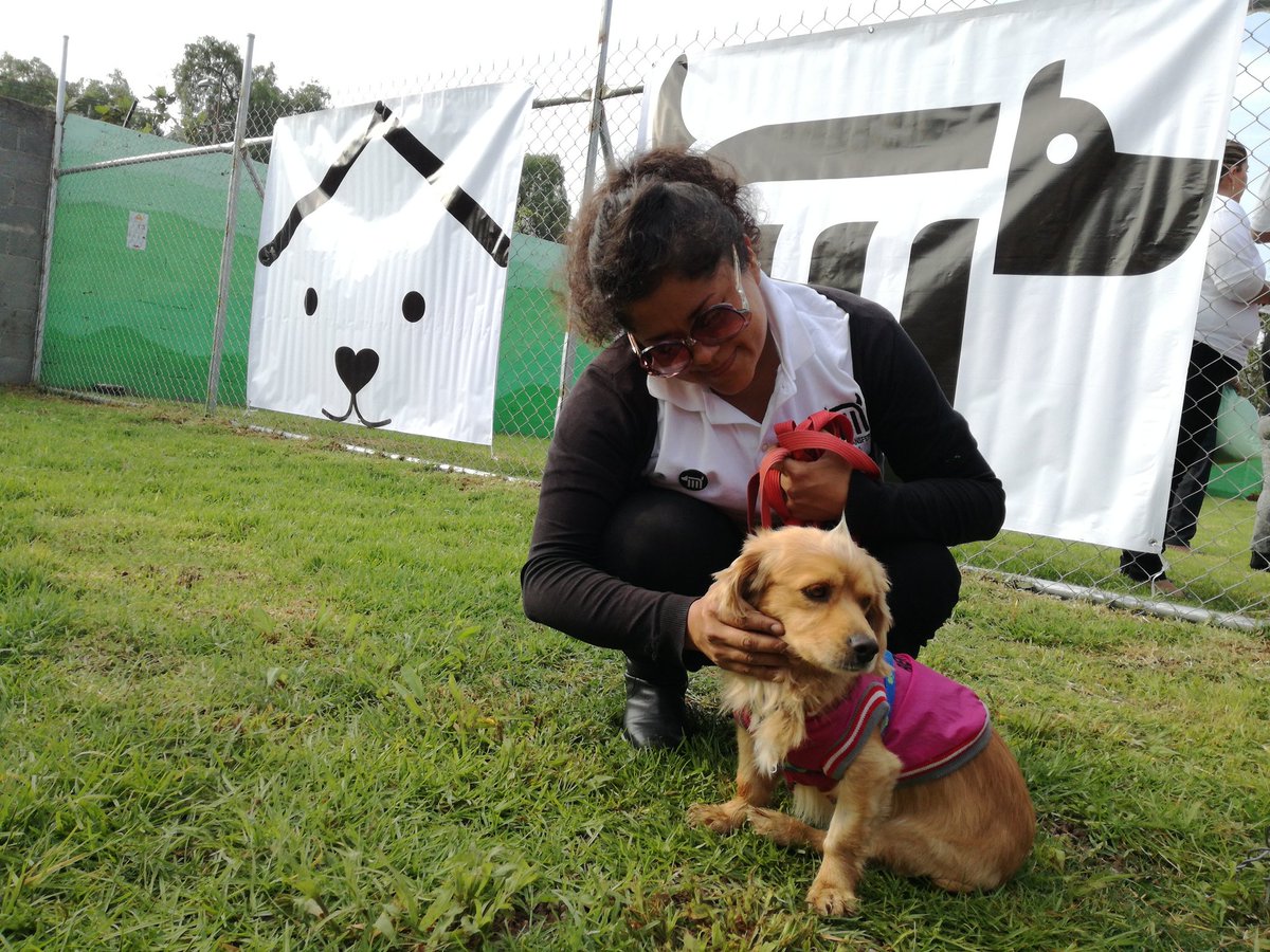 MetroCDMX's tweet photo. El Centro cuenta con 18 caninos, incluidos "Panti" y "Jamai", nuestros primeros huéspedes rescatados, así como 8 cachorros recién nacidos. https://t.co/an6gosPe5t