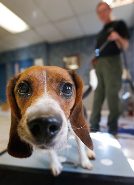FactualAnimal's tweet photo. A beagle named Elvis is able to detect pregnancy in polar bear fecal samples with 97% accuracy. https://t.co/plwDWqxlIZ