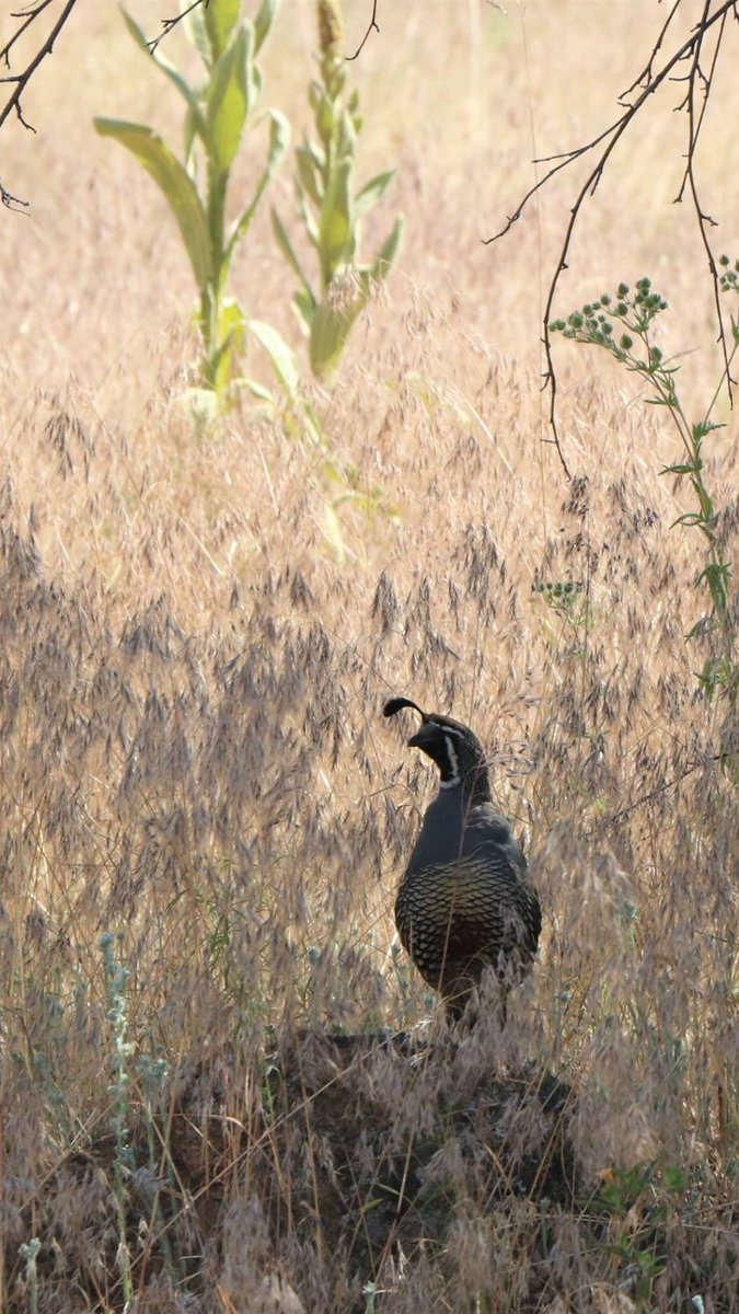 Nighthawk Vineyards tweet media