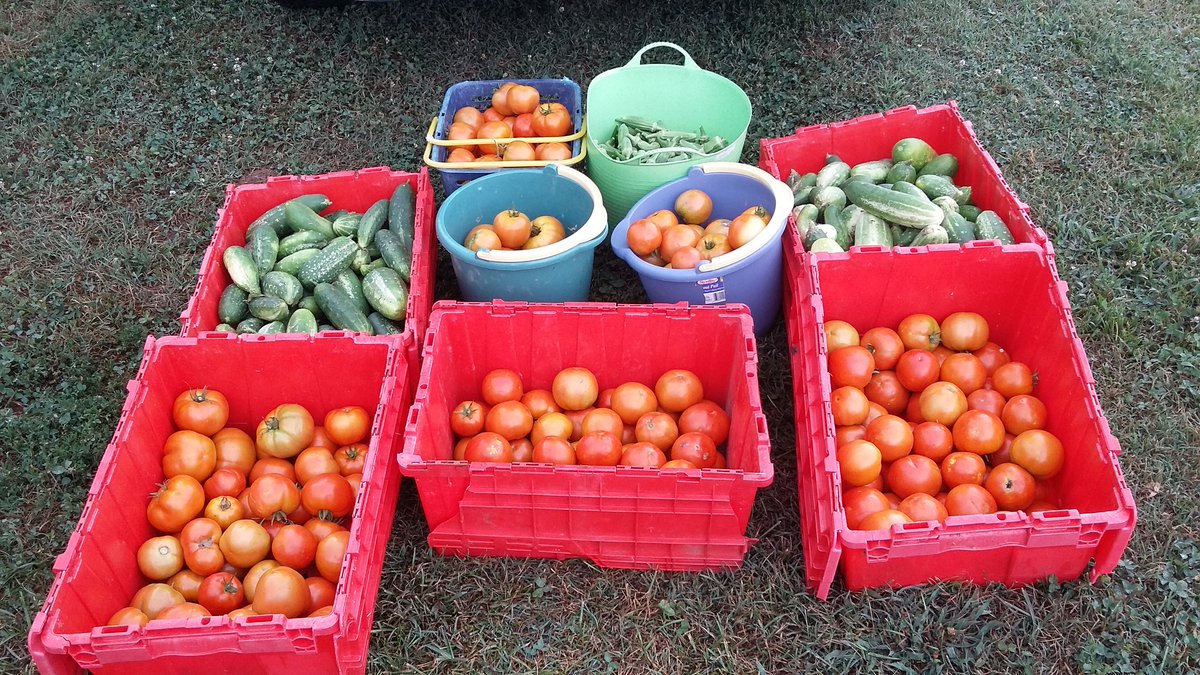 ScottVsHunger's tweet photo. Great #Harvest last night from @WSFBGarden to be donated to @nwncfoodbank #feedingcommunity #WSNC #Zerohunger #local #urbanag https://t.co/kJtBd4cckL