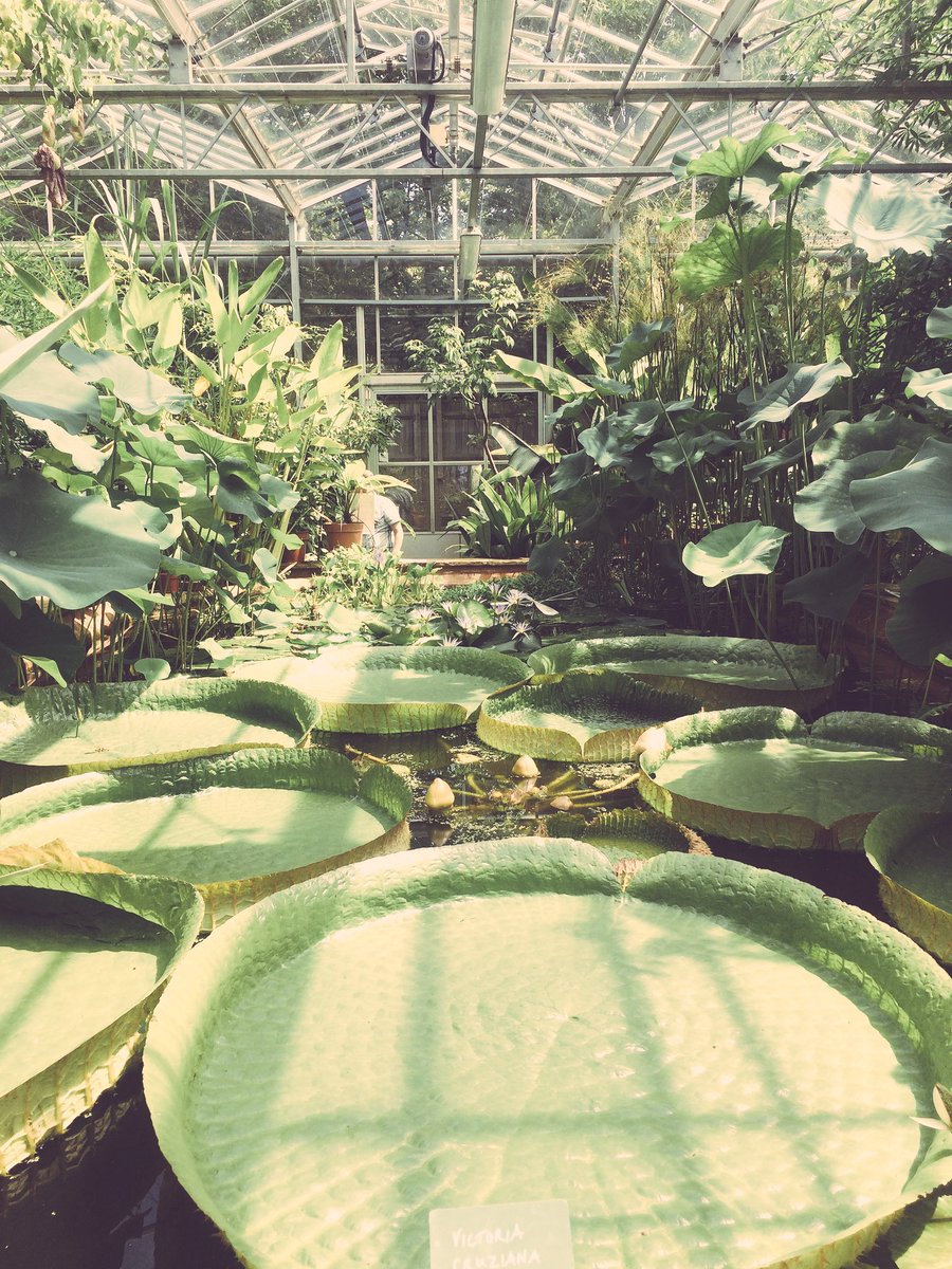 RealityCheckNHS's tweet photo. Thank you @BrisBotanicGdn for having us this afternoon, we really enjoyed ourselves & loved the beautiful tranquil space. #activitygroup https://t.co/6xJFL8HtMl