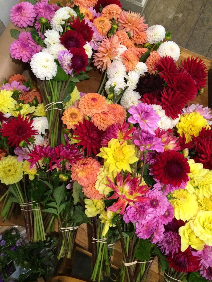 TheFlowerShopBr's tweet photo. DAHLIAS ARE HERE! #Bristol grown #dahlias are in #season again! We love a visit from farmer Steve! Grab your #beautiful #bright bunch now! https://t.co/76zq2HcUAP