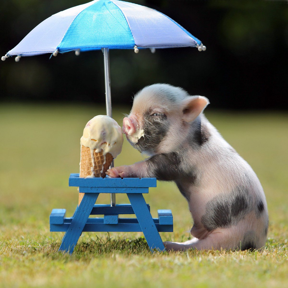 HammondGower25's tweet photo. July is ICE CREAM MONTH! 😋
https://t.co/PfkvAS9HBx
#icecreammonth #celebration #DontMindIfIDo https://t.co/qmhINNgwuc