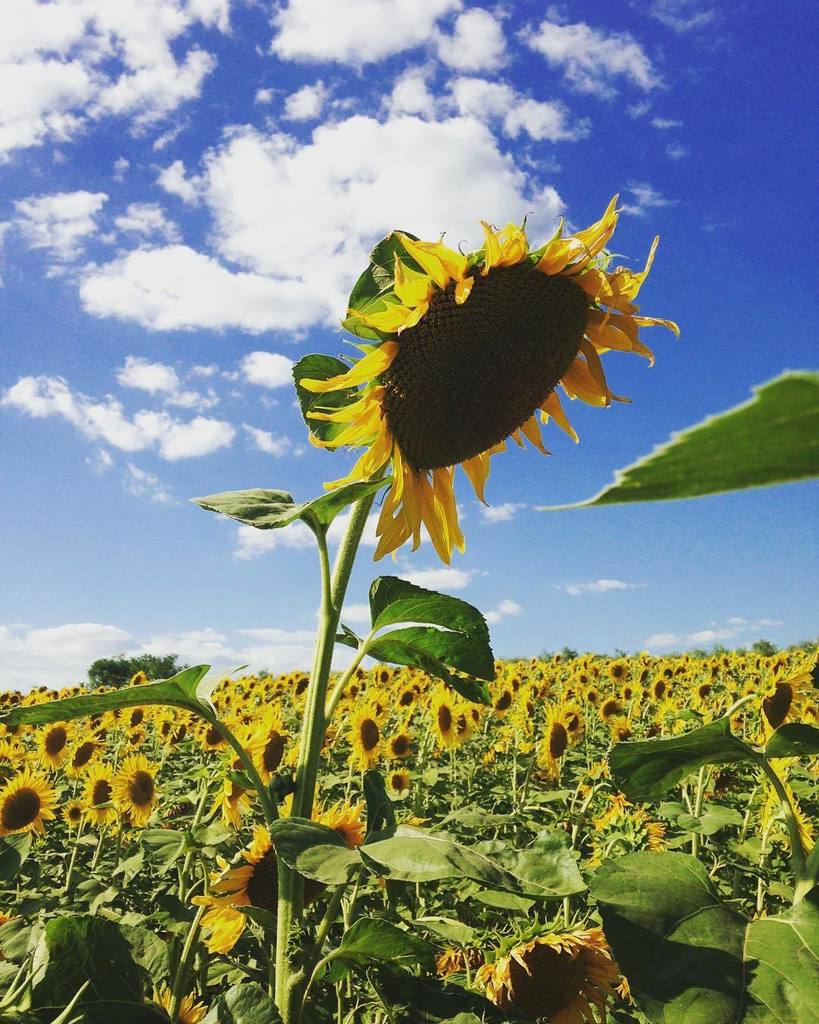 AgapeVisuals's tweet photo. Miles of #sunflowers in #Moldova #onassignement #agapevisuals #sunnyday #cahul https://t.co/Qg20r3rlKW https://t.co/kDkxW2PzDW