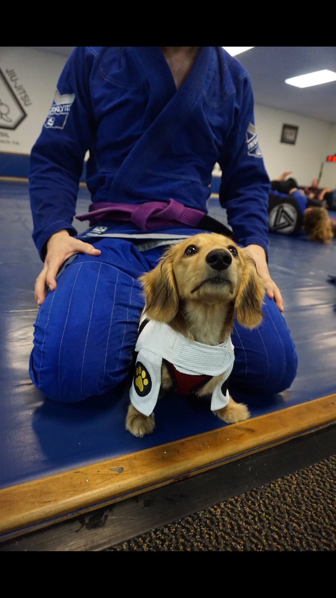 HeyThereBrady's tweet photo. What are you looking at? You got a pawblem? #Puppypower https://t.co/mAUrV49gqU