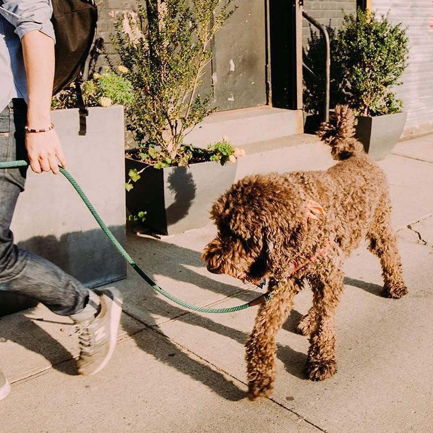 dogstr_street's tweet photo. Walking through summer. 🌞🐶 .
.
.
#dogs #summer #dog #houndstyle #brooklyn #dogstr #igdogs #dogsofinstagram #doingthings #puppy #dogadventur… https://t.co/rRZqreitp8